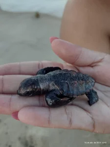 AbyanaGomPublic图片 3