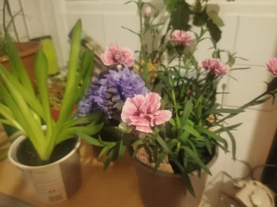 theSmallest-dick Fun insanity Pic 7