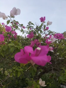 Zinlaa Public Foto 4