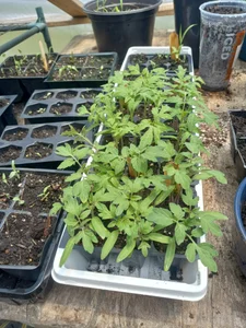 Gardening de sunnydude255 Foto 2