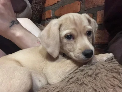 My baby 🐶 de charlotbelucci_  7 photos