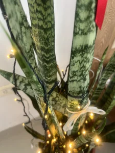 HELLEN_SWEET6 It's almost Christmas Pic 3