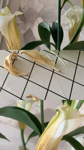 sota_starcaug my vibe 🌸 Poză 2