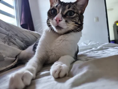 Danysca Mes magnifiques chats slika 5