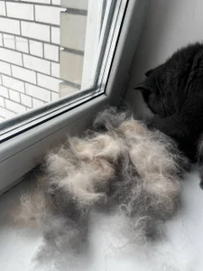 babyyullii my pets, I love my cats Pic 8