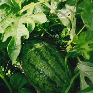 Sisi_dy01 Bình yên, giản dị tôi yêu cuộc sống này❤❤❤ Pic 3