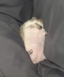 Hedzin's 🦝 Sex Photo 1