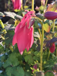 Divinna TAVASZ A KERTBEN Foto 4