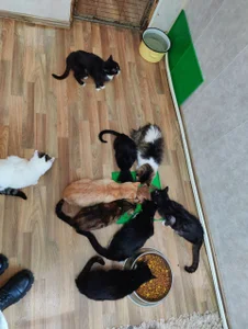 Silvia_Santorskii animal shelter Foto 3