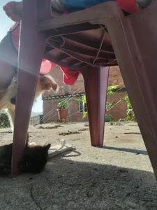 Public de Cometa-24  4 Imagens