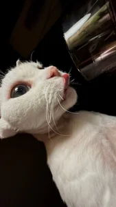 ami_amour_ Dracoooo✨🤍 Immagine  6