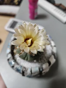 Earth_001: Public ( 5 фото)