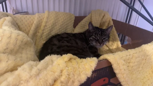 your_soul_AnnaのMy soul - , tip for his snacks if u like him )の 3枚の写真