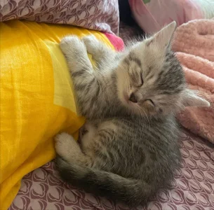 EvaThopson my cat Whiskey Foto 9