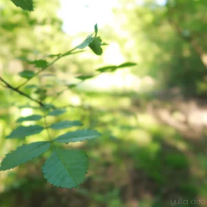 yulladao nymphe des marais Pic 2