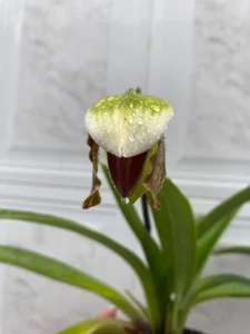 VickyJackson_ My plants  2টি ছবি