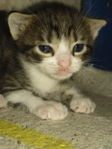 my baby kittens de Mizuki_genshin  2 Imagens