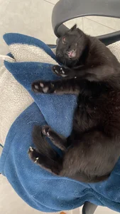 sofi_elfqueen My kitties 😻😻😻😻 Immagine  4