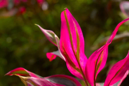 ZahhyFrequency Natural Goddess 🍃🌿🌷 Hình