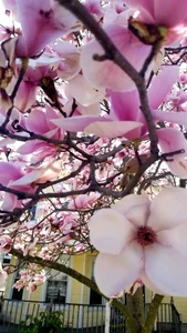 Bigneil222 nature Pic 5