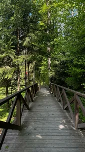 JettaCordner summer forest walk Pic 3