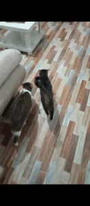 Chanelll_Taylorr_ My two great loves Pic 2