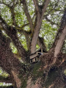 obzidyan Ride/Earth Foto 3