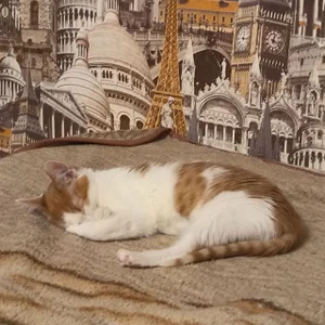 RedLipse My kitty Vifa Immagine  3