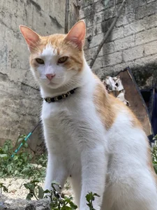 Ban_Merlin Don Apolo🐱🤍 Poză 2
