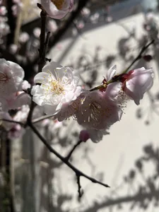 Fumika- Public Immagine  4