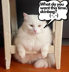 DesireKira My pretty cat 🙀 รูป  4