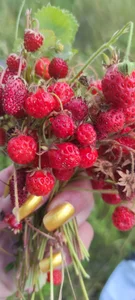 SweetLeila40 Краса Pic 4