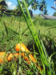 mamakarma1403の4th July SUBSCRIBER EXCLUSIVE coming soonの 2枚の写真