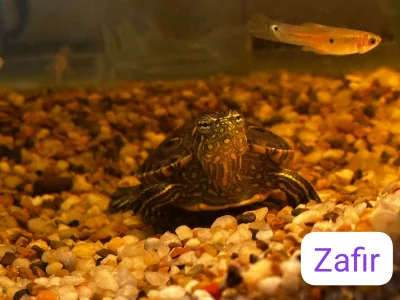 My pets 🥰💞 od mia_zafirr  2 snímek
