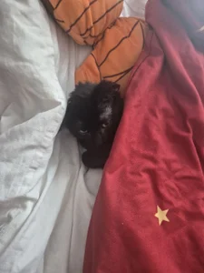 Amaliamour Shadow Pic 3