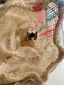 DakotaShelby Trio of little paws Pic 8