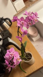 Alma- My Plants☘️🌿 Pic