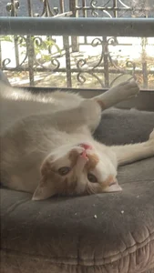 Public de NeroRee  4 Imagens