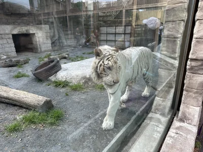 🦁 de honopisu_jp Foto 5