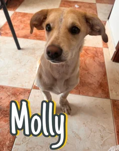 Redlu_1 Family Dogs fundation♥ Hình 5