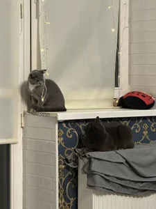 DevilDiamonds Sirius, Diesel & Mia❤️ sexfoto 5