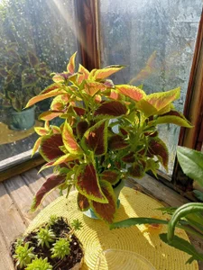 I also love growing houseplants! 🌱 de MarcyBright Foto 8