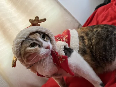 little_kawaiigirl_の🐈💖MY BABYS💖🐈の 6枚の写真