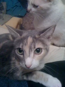 my fur babies over the years de Opondestre00420 Foto 9