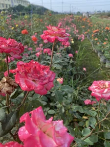 xxDepzaixxAlbum图片