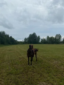 lovelly_mollyのhorsesの枚の写真