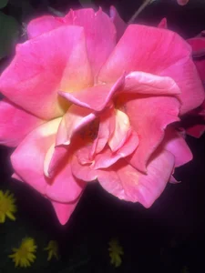 ronald_thompson20 Un poco más de mi. A little more of me Pic 3