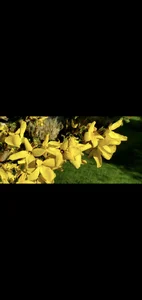 crazycatcass Flowers and yard. Love nature ❤️ Pic 3