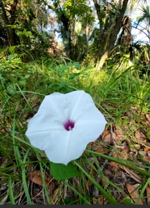 MarlaFknSinger NATURE PORN - Outdoor Live Stream photos🥰 Foto 3