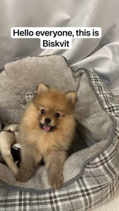 Only_Mane My dog, Biskvit( A Cookie) Pic